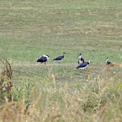 Threskiornis spinicollis (Straw-necked Ibis) at Fyshwick Sewerage Treatment Plant - 15 Feb 2019 by RodDeb