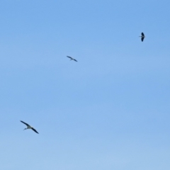 Threskiornis spinicollis at Fyshwick Sewerage Treatment Plant - 16 Feb 2019 10:56 AM