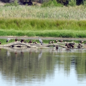 Spatula rhynchotis at Fyshwick, ACT - 16 Feb 2019