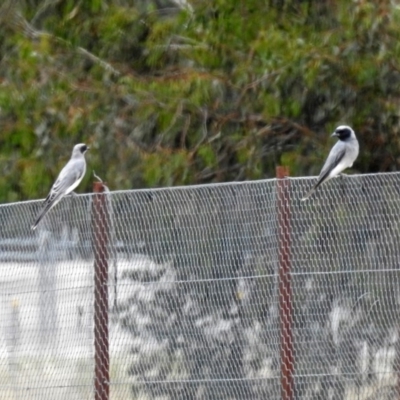 Coracina novaehollandiae (Black-faced Cuckooshrike) at Fyshwick, ACT - 16 Feb 2019 by RodDeb