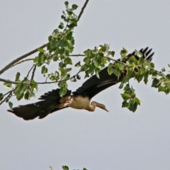 Anhinga novaehollandiae (Australasian Darter) at Jerrabomberra Wetlands - 16 Feb 2019 by RodDeb