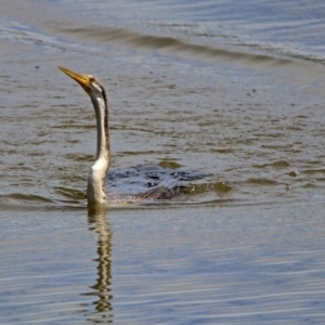 Anhinga novaehollandiae at Fyshwick, ACT - 16 Feb 2019 11:16 AM