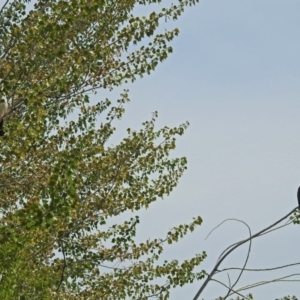 Anhinga novaehollandiae at Fyshwick, ACT - 16 Feb 2019 11:16 AM