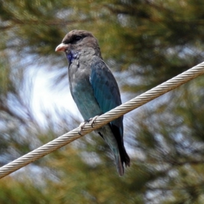 Eurystomus orientalis (Dollarbird) at Fyshwick, ACT - 16 Feb 2019 by RodDeb