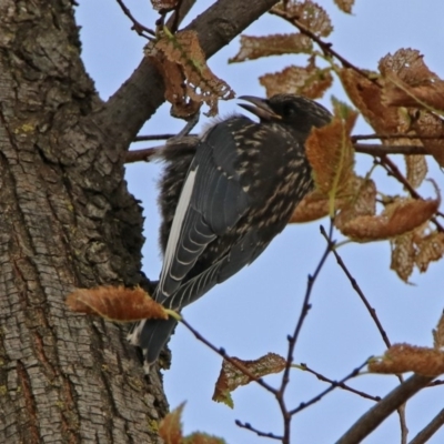 Artamus cyanopterus (Dusky Woodswallow) at Fyshwick, ACT - 16 Feb 2019 by RodDeb