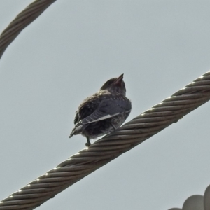 Artamus cyanopterus at Fyshwick, ACT - 16 Feb 2019