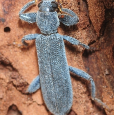 Eunatalis sp. (Genus) (A Clerid Beetle) at Jerrabomberra Wetlands - 16 Feb 2019 by Harrisi