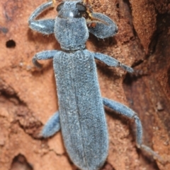 Eunatalis sp. (Genus) (A Clerid Beetle) at Fyshwick, ACT - 16 Feb 2019 by Harrisi