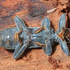 Eunatalis sp. (Genus) at Fyshwick, ACT - 16 Feb 2019 03:56 PM