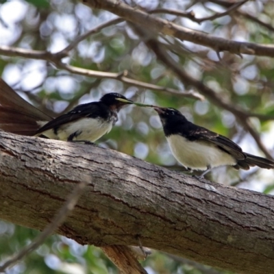 Rhipidura leucophrys (Willie Wagtail) at Fyshwick, ACT - 15 Feb 2019 by RodDeb