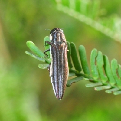 Agrilus hypoleucus (Hypoleucus jewel beetle) at Black Mountain - 16 Feb 2019 by Harrisi