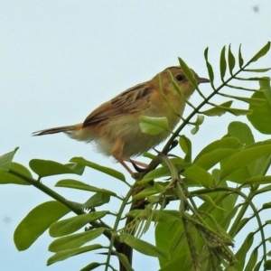 Cisticola exilis at Fyshwick, ACT - 16 Feb 2019