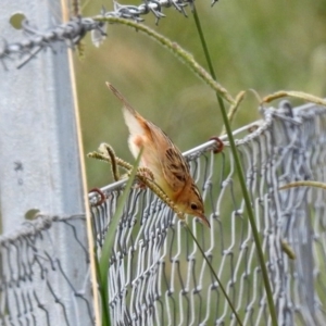 Cisticola exilis at Fyshwick, ACT - 16 Feb 2019