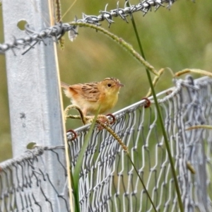 Cisticola exilis at Fyshwick, ACT - 16 Feb 2019