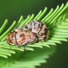 Elaphodes cervinus (Leaf beetle) at Bruce, ACT - 16 Feb 2019 by Harrisi