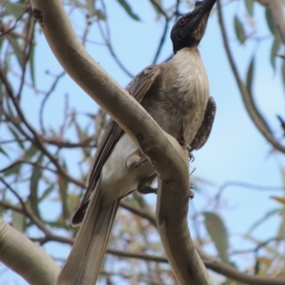 Philemon corniculatus (Noisy Friarbird) at Conder, ACT - 12 Jan 2019 by michaelb