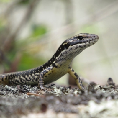 Eulamprus heatwolei (Yellow-bellied Water Skink) at Namadgi National Park - 16 Feb 2019 by KShort