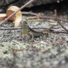 Eulamprus heatwolei at Rendezvous Creek, ACT - 16 Feb 2019 01:11 PM