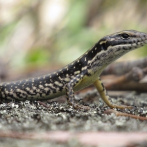 Eulamprus heatwolei at Rendezvous Creek, ACT - 16 Feb 2019 01:11 PM