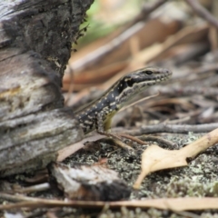 Eulamprus heatwolei at Rendezvous Creek, ACT - 16 Feb 2019