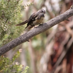 Rhipidura albiscapa (Grey Fantail) at Rendezvous Creek, ACT - 16 Feb 2019 by KShort