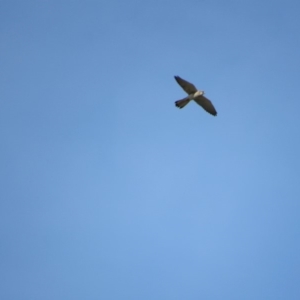 Falco cenchroides at Rendezvous Creek, ACT - 16 Feb 2019 10:08 AM