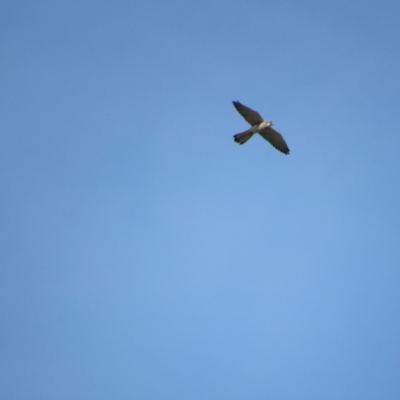 Falco cenchroides (Nankeen Kestrel) at Rendezvous Creek, ACT - 15 Feb 2019 by KShort