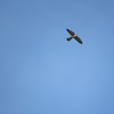 Falco cenchroides (Nankeen Kestrel) at Rendezvous Creek, ACT - 16 Feb 2019 by KShort