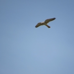 Falco cenchroides (Nankeen Kestrel) at Rendezvous Creek, ACT - 15 Feb 2019 by KShort