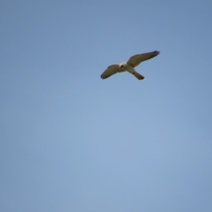 Falco cenchroides at Rendezvous Creek, ACT - 16 Feb 2019 10:58 AM