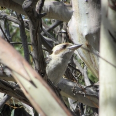 Dacelo novaeguineae (Laughing Kookaburra) at Rendezvous Creek, ACT - 15 Feb 2019 by KShort