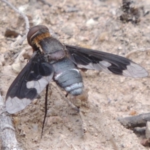 Balaana sp. (genus) at Conder, ACT - 12 Jan 2019 07:47 PM