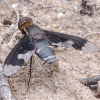 Balaana sp. (genus) (Bee Fly) at Rob Roy Range - 12 Jan 2019 by michaelb