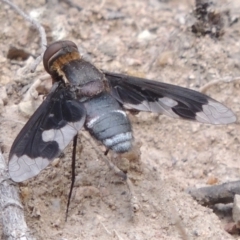 Balaana sp. (genus) (Bee Fly) at Rob Roy Range - 12 Jan 2019 by michaelb