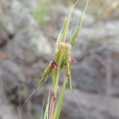 Cymbopogon refractus (Barbed-wire Grass) at Rob Roy Range - 12 Jan 2019 by michaelb