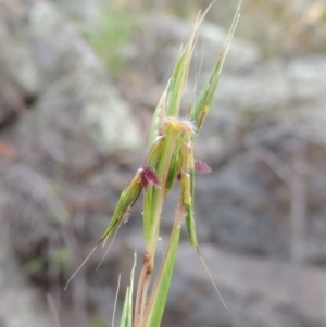 Cymbopogon refractus at Conder, ACT - 12 Jan 2019 07:59 PM