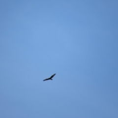 Circus approximans (Swamp Harrier) at Rendezvous Creek, ACT - 15 Feb 2019 by KShort