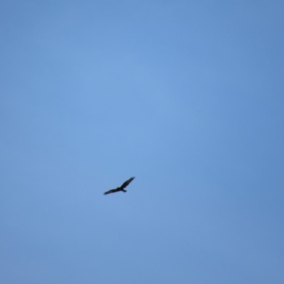 Circus approximans (Swamp Harrier) at Namadgi National Park - 15 Feb 2019 by KShort