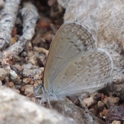 Zizina otis (Common Grass-Blue) at Conder, ACT - 12 Jan 2019 by michaelb