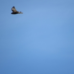 Falco berigora (Brown Falcon) at Rendezvous Creek, ACT - 16 Feb 2019 by KShort