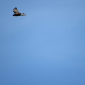 Falco berigora at Rendezvous Creek, ACT - 16 Feb 2019 10:47 AM