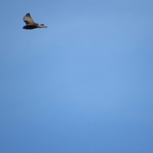 Falco berigora at Rendezvous Creek, ACT - 16 Feb 2019