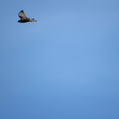 Falco berigora (Brown Falcon) at Rendezvous Creek, ACT - 15 Feb 2019 by KShort