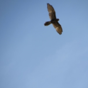 Falco berigora at Rendezvous Creek, ACT - 16 Feb 2019 10:47 AM