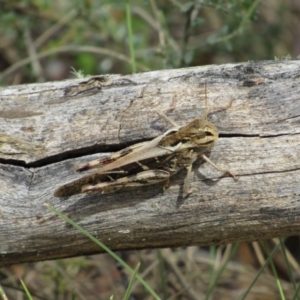 Gastrimargus musicus at Rendezvous Creek, ACT - 16 Feb 2019 12:18 PM