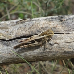 Gastrimargus musicus (Yellow-winged Locust or Grasshopper) at Rendezvous Creek, ACT - 16 Feb 2019 by KShort