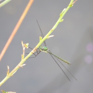 Synlestes weyersii at Rendezvous Creek, ACT - 16 Feb 2019