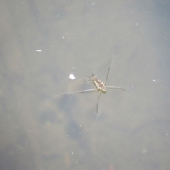 Gerridae (family) (Unidentified water strider) at Namadgi National Park - 16 Feb 2019 by KShort