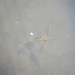 Gerridae (family) at Rendezvous Creek, ACT - 16 Feb 2019