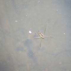 Gerridae sp. (family) (Unidentified water strider) at Rendezvous Creek, ACT - 16 Feb 2019 by KShort